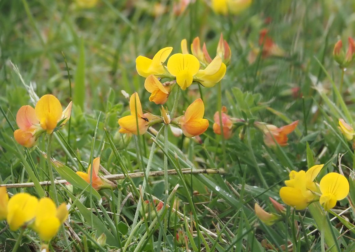 lisajmason's tweet photo. I love Bird's-foot Trefoil - a little burst of sunshine, particularly when it has those shades of orange or red as well as the yellow. #wildflowerhour https://t.co/VnSr0ZsaFF