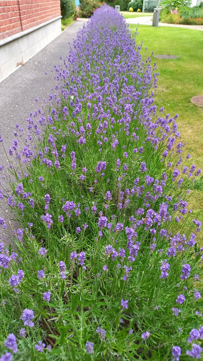 shallowmead's tweet photo. We have lots of lavender at Shallowmead. Come and get yours.  Lavender is best grown as a short lived shrub with an unmistakable fragrance. https://t.co/vtnrm7oLXx