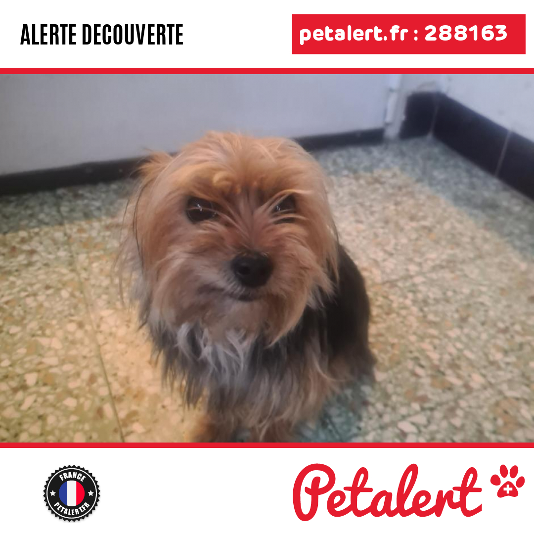 petalert_france's tweet photo. Trouvé #Chien #SeineMaritime #Serqueux #Petalert #PetAlert76 / https://t.co/sosHx8A9lD https://t.co/kF2IgUiUQD