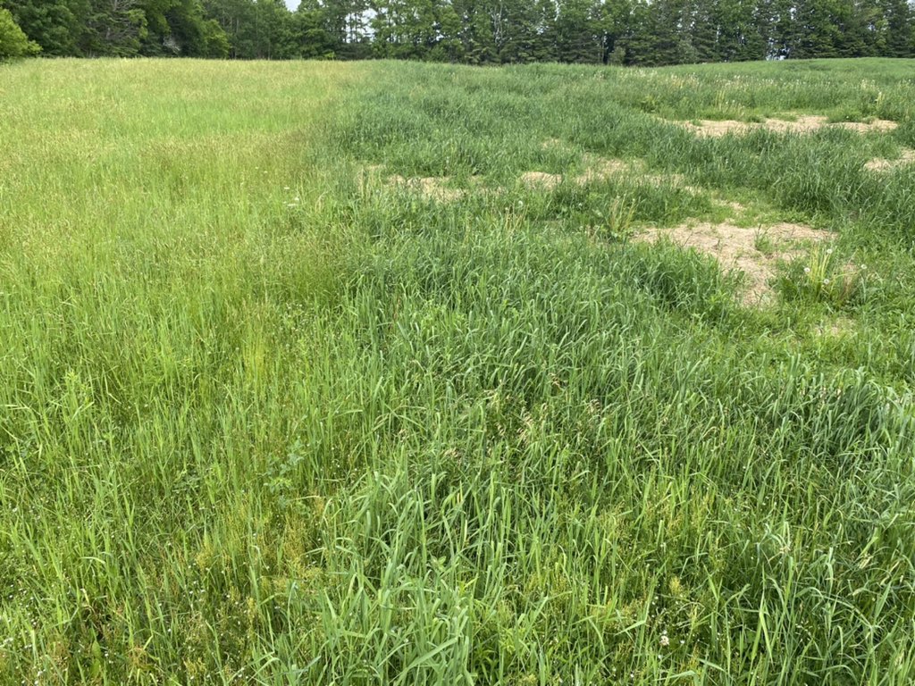 Winter bale grazing fenceline.  Flock urine, manure and “waste” hay, put to best use at minimum cost.  It’s a helluva boost to the landscape.  A high impact, long rotation gift to the land.  Need more animals next winter to cover more land!