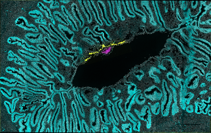 GENbio's tweet photo. Spatial Profiling of the Development of Marmoset Embryos in Utero

Scientists have identified the biochemical signals that control development in the primate embryo, helping to understand birth defects and pregnancy loss. Learn more: https://t.co/zrihj7ZCbD https://t.co/4er95Vpdnp