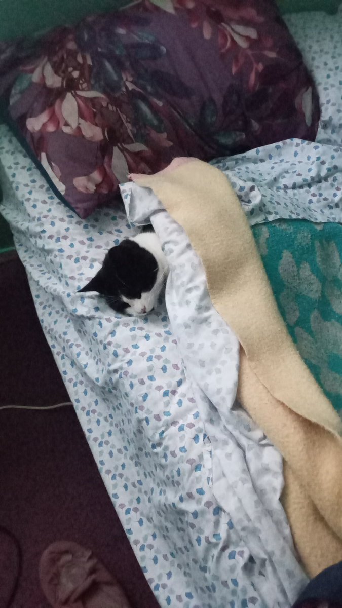 rorrotoro's tweet photo. @Tiofelino El nachito, gatito de mi hija, que cuando se va al colegio, él ocupa su cama https://t.co/KiEwt4BDjw