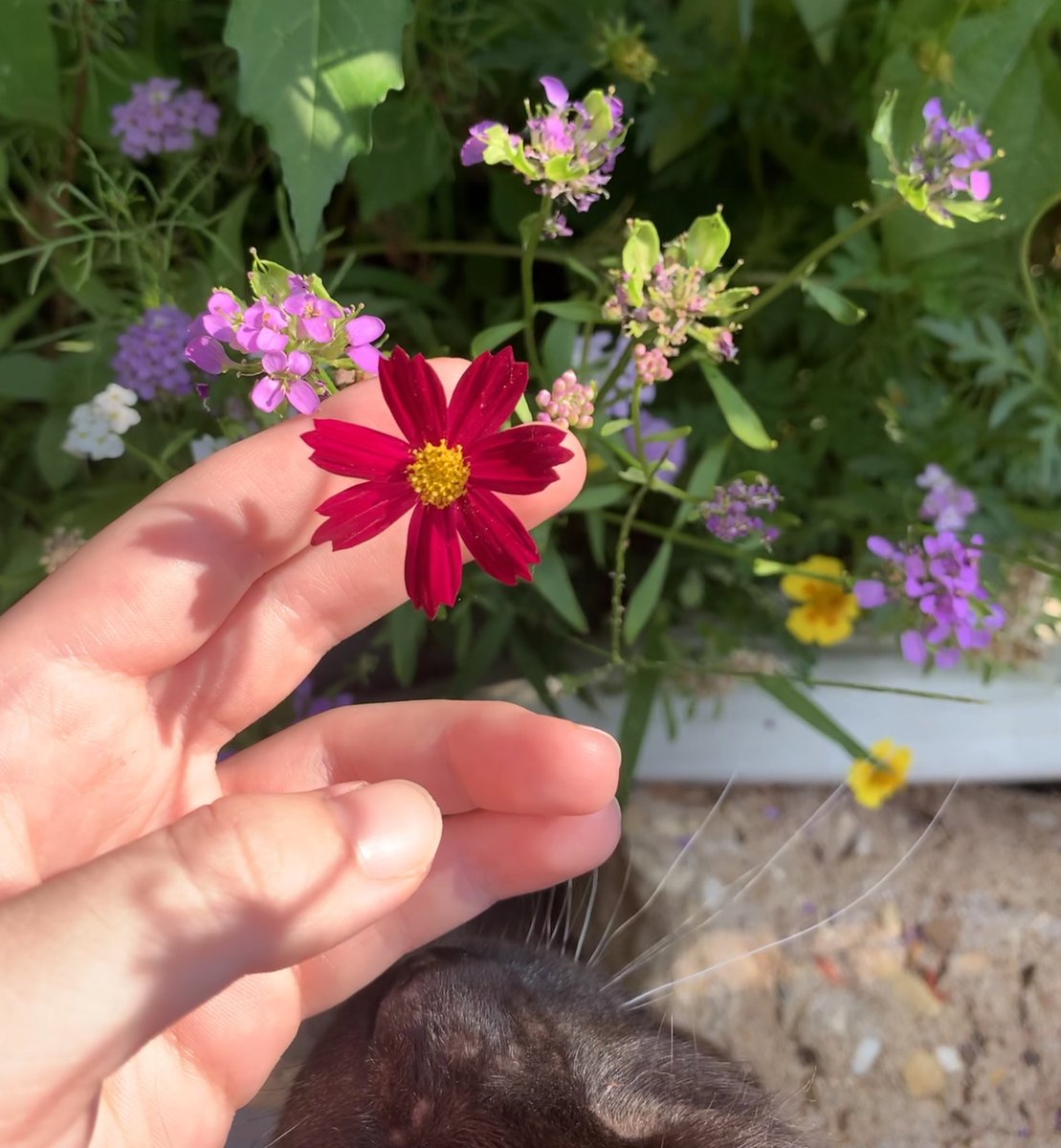 backyard wildflowers and a kitty nose
