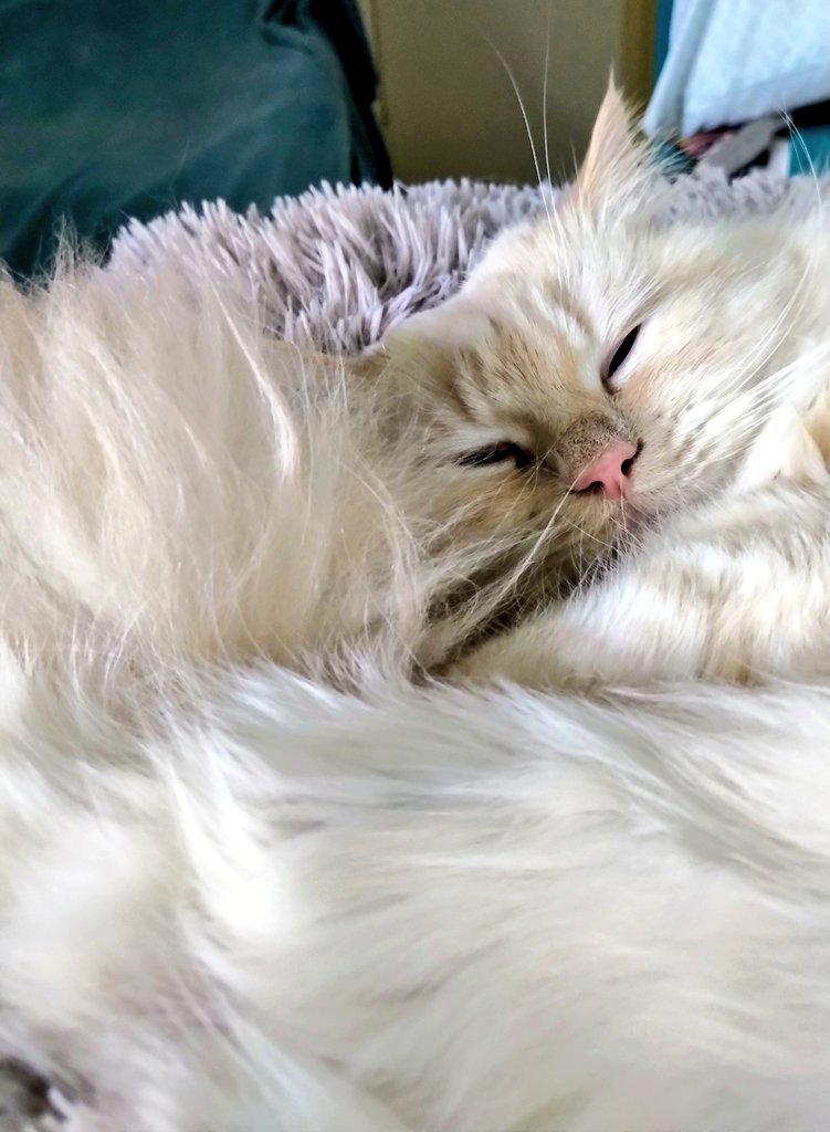 Me_llamoTolstoy's tweet photo. Cuddly morning. #CatsOfTwitter #thefloof https://t.co/Hcr2Xe5cWn