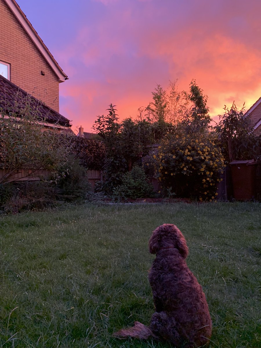McLarenDoggo's tweet photo. Tomorrow is another day. Keep the faith McLaren fans. 🧡 https://t.co/eW9os2jRRm