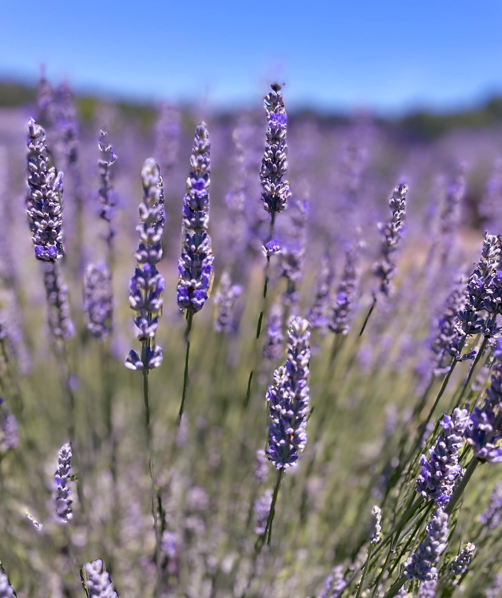 sherrene_wells's tweet photo. Thank you @BeliveauFarm Lovely event today for #FathersDay.  Perfect weather with great wine, food and views!! 🍷🍷 

 #beliveaufarm #blueridgeday #gotomontva #vaisforwinelovers #lavenderfestival https://t.co/jMhY0IIMBg