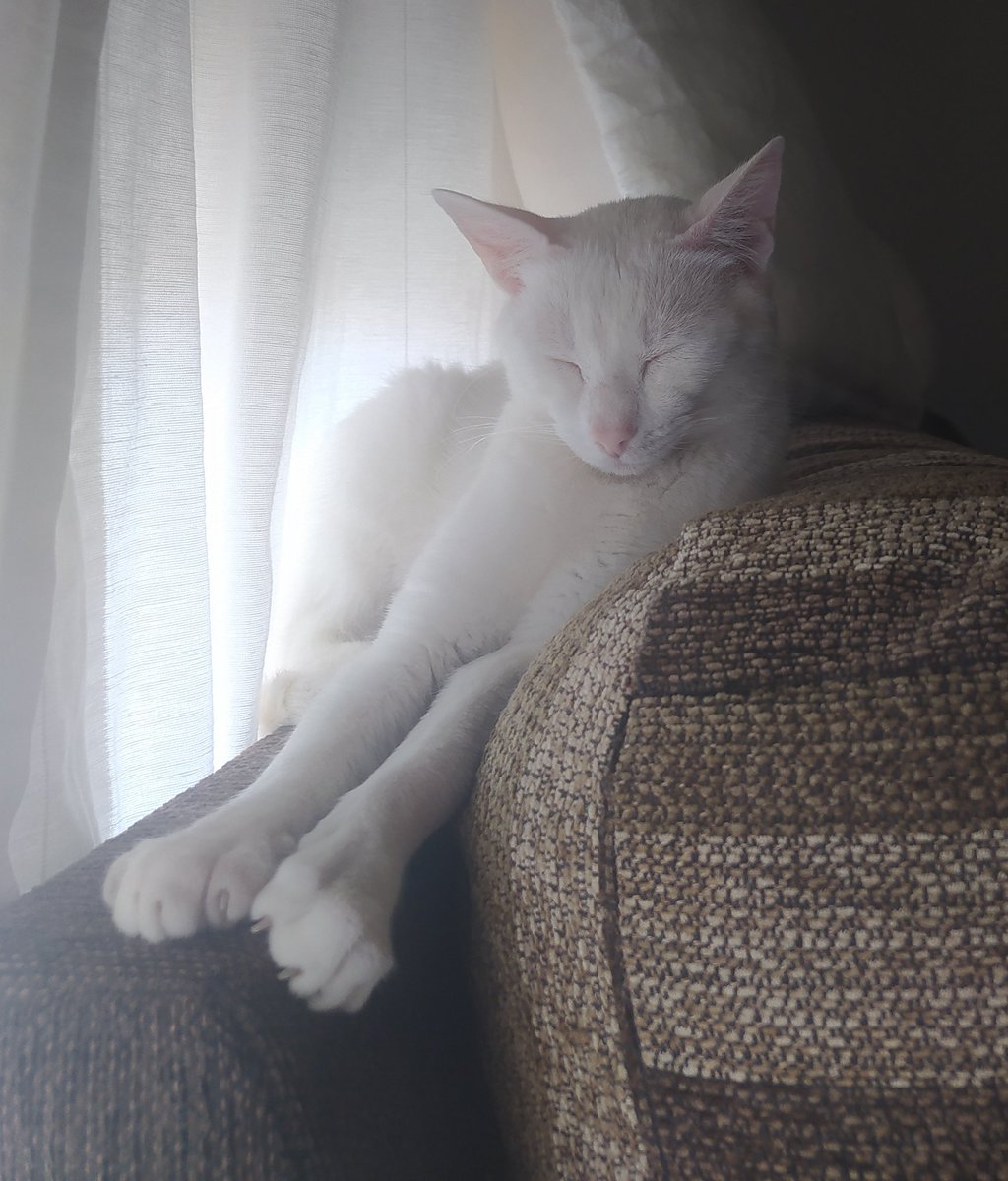 Staraddict7's tweet photo. 10 días nos han bastado para enamorarnos de ella y tener claro que SE QUEDA!
Es elegante, muy tranquila y cariñosa. El ex-hater de gatos y yo hemos decidido llamala GALA, que es como GATA pero con un poco más de glamour 😅. https://t.co/2IFv3yj9RA