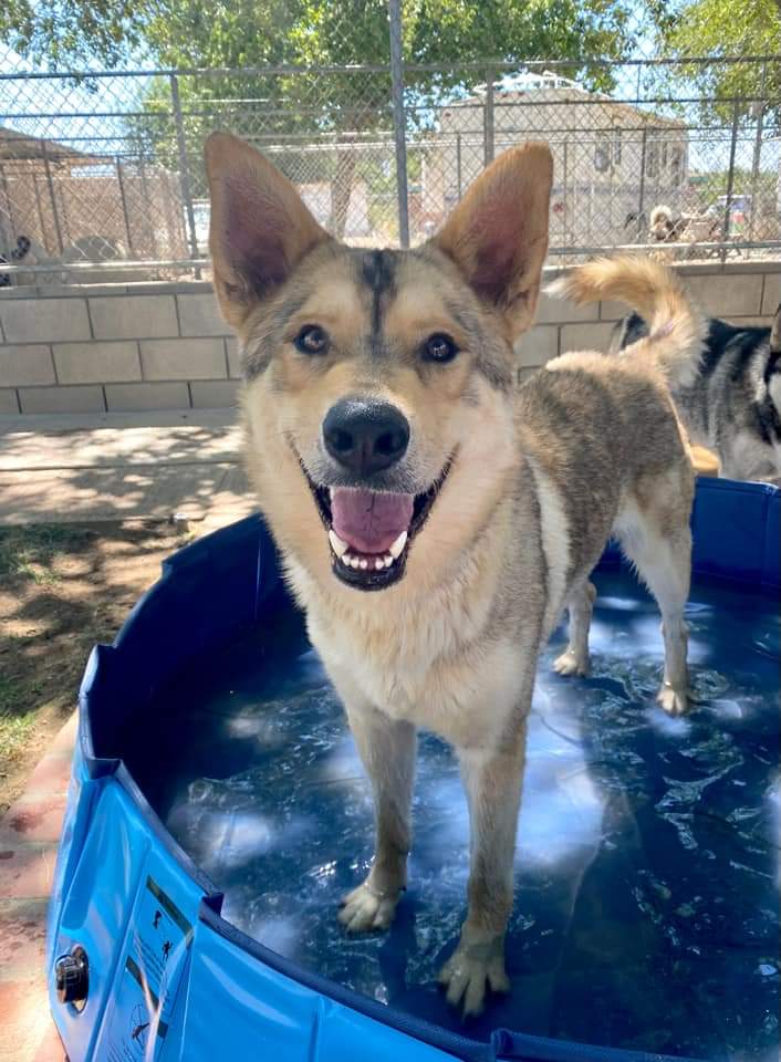 Still waiting! Come on #California dog LOVERS! PLEASE Save His Life NOW! #LosAngeles SYDNEY #A5475372 - Male 3 years old.🐶social with other dogs🐶 CLICK HERE TO ADOPT 👇 animalcare.lacounty.gov/view-our-anima…