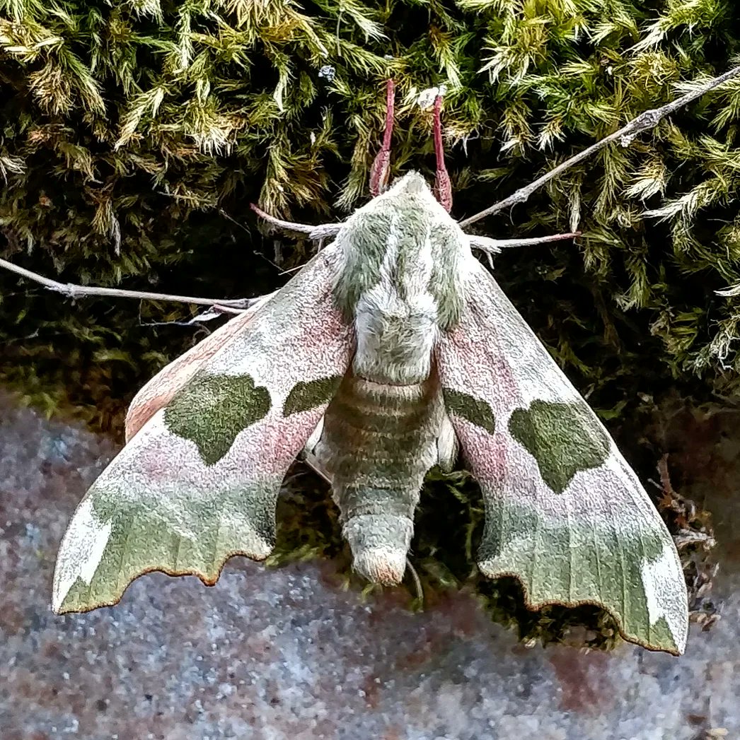 Borg_22's tweet photo. Prachtige natuurwandeling gemaakt, door Leefmilieu Tongeren ingericht,met als gids Paul Denis. 
Het thema was:'Levende muren in Tongeren'.
Heb vandaag ontzettend veel bijgeleerd over de flora en fauna op de Tongerse Middeleeuwse- en Romeinse muren. 
Vlinder is de lindepijlstaart https://t.co/ju1kmaJfyH