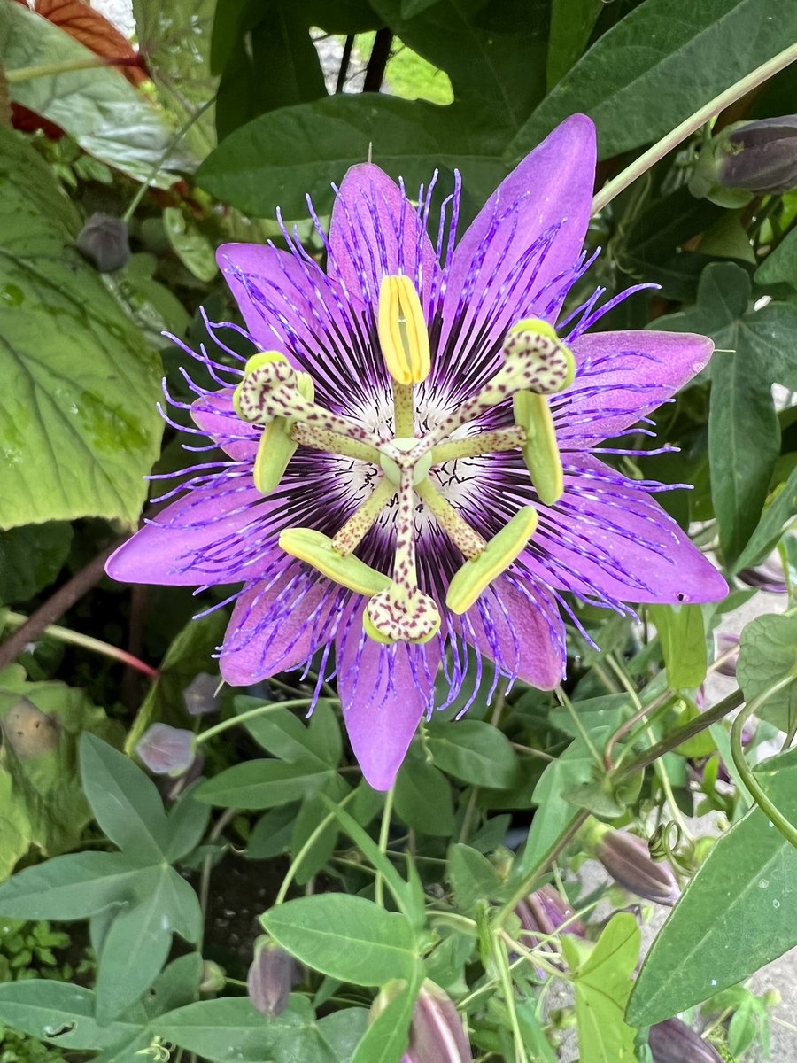 BlindedBite's tweet photo. Sunday #FlowerReport from my garden #clementus — bought her a new trellis to grow up! https://t.co/zOtTzZ3Gnz