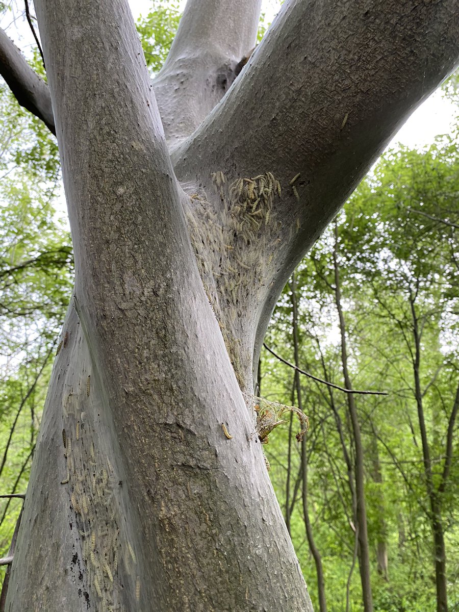 Веснушка tweet media