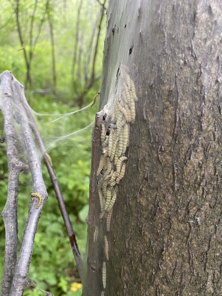 Веснушка tweet media