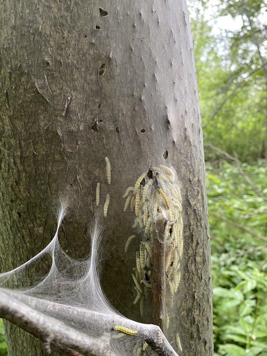 Веснушка tweet media