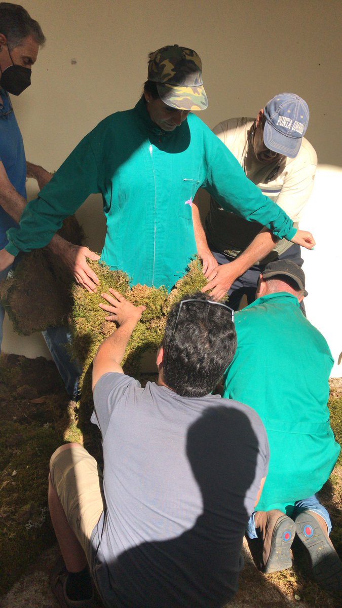 picallde's tweet photo. Entonces, al amanecer los hombres cubiertos de musgo llegaron a la fortaleza de los musulmanes. Estos asustados, huyeron despavoridos dejando las puertas de la muralla abiertas. Los cristianos aprovecharon para entrar y reconquistar la ciudad. Mujer de musgo 2022. https://t.co/iAWdN7IkGs