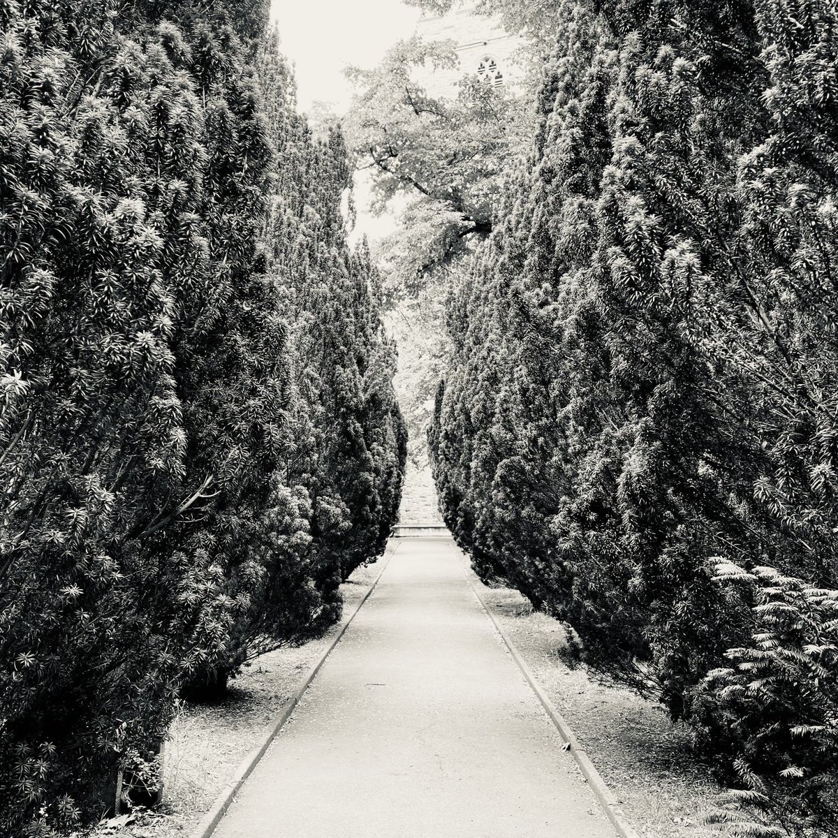 joannaofottawa's tweet photo. A colonnade of yew trees, Putney.
#yew #yewtrees #Putney #pathways #London #urbanwalks https://t.co/qNPBYsH27W