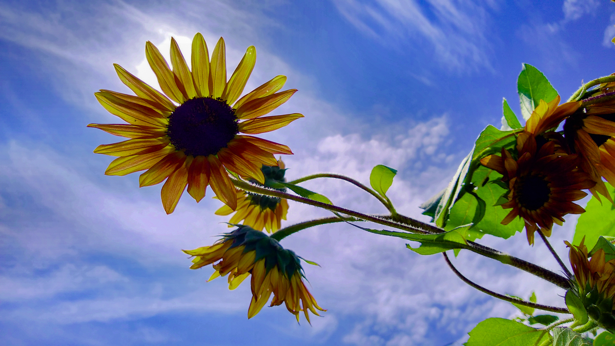 DozeNove's tweet photo. Goodnight! The time to collect is now!
The flowers in our garden.
https://t.co/De31LEACDA
The Heavens Declare.
https://t.co/VTK2w5fi6U
Water, fire, ice and sky!
https://t.co/JCltgGMWZz
Apocalyptic Revelation
https://t.co/X1X6rBGA9T
Sunsets from Brazil
https://t.co/jArM9EFfuN
#nft https://t.co/XFw9HqyWqQ