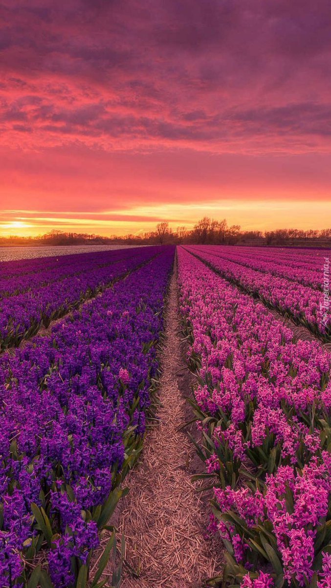 Bu renkler için teşekkür ederiz Allahım..