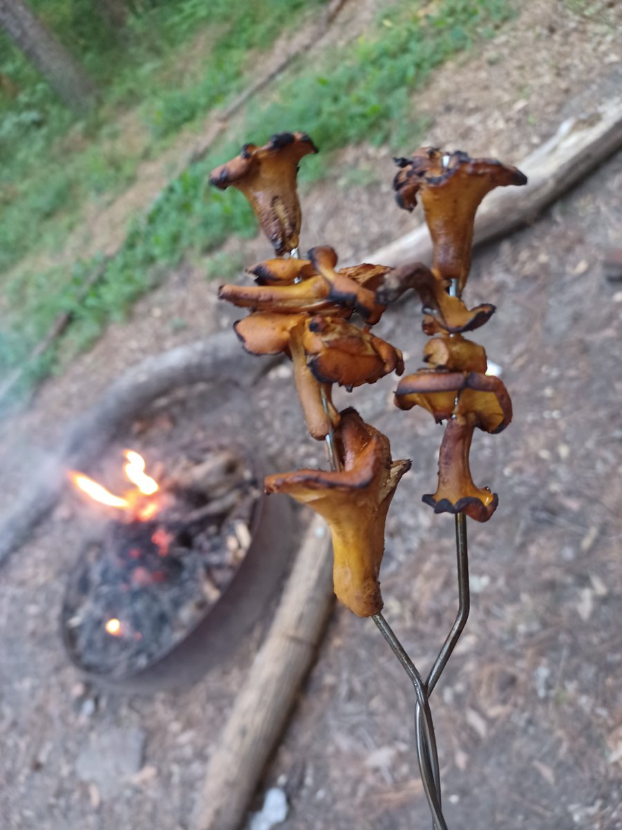 ZachAtBatt's tweet photo. Roasted some chanterelles that I found lining a creek bed awhile back. 10/10, tasted like steak to me. Weenie sold seperately. #foraging https://t.co/MEYZarkUWX