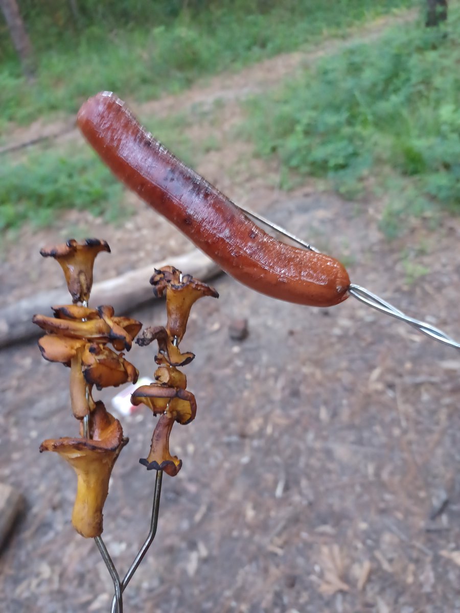 ZachAtBatt's tweet photo. Roasted some chanterelles that I found lining a creek bed awhile back. 10/10, tasted like steak to me. Weenie sold seperately. #foraging https://t.co/MEYZarkUWX