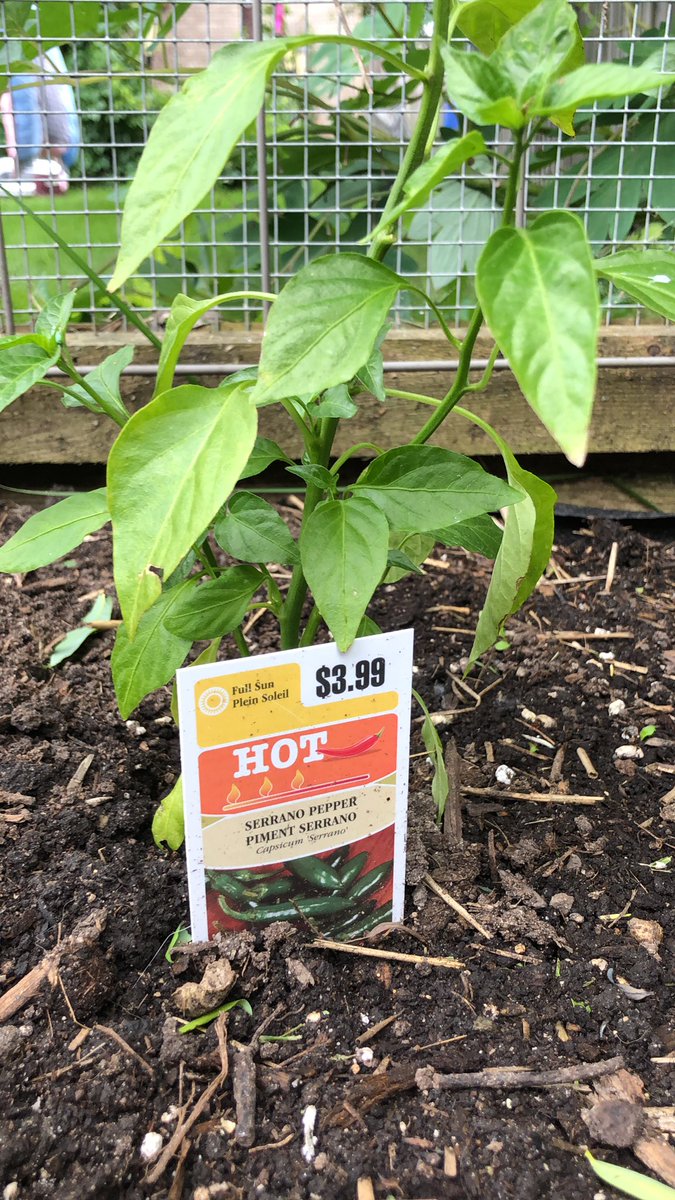 purdybloomers's tweet photo. Anyone else plant hot hot hot peppers just to see if they grow? Every year I try something new and then no idea how to use them. Lol https://t.co/J5pDp4js31