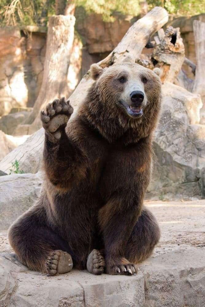 Soy un oso amistoso