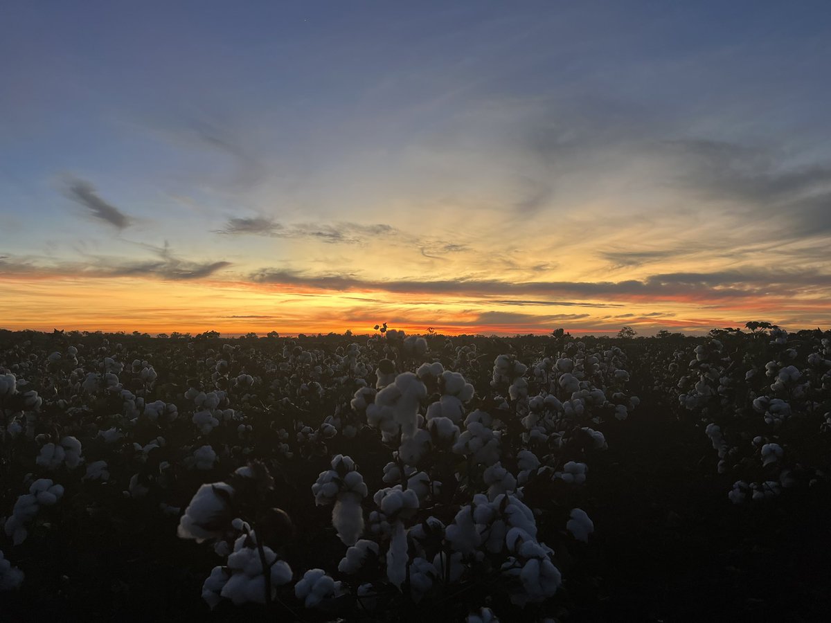 griffpas's tweet photo. Katherine sunrise…
#NTCotton https://t.co/QeEL980D5b