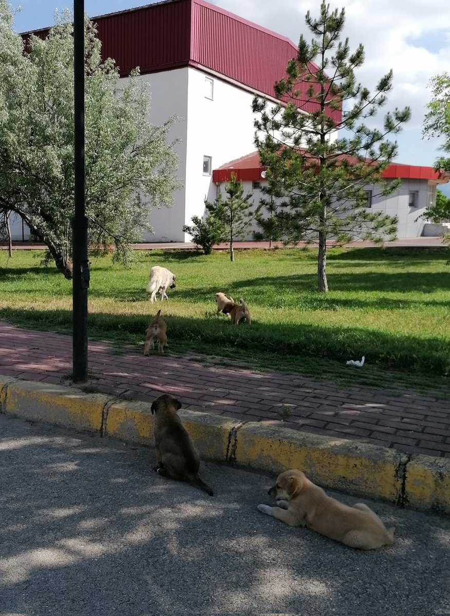 BuminhanDuman's tweet photo. Bu fotoğraf bugün kampüste çekildi. Çok iyi kısırlaştırmışsınız maşallah. 😊 @afyonbelediyesi @zeybekbaskan @kocatepeuniv https://t.co/QyaJc2tsfR