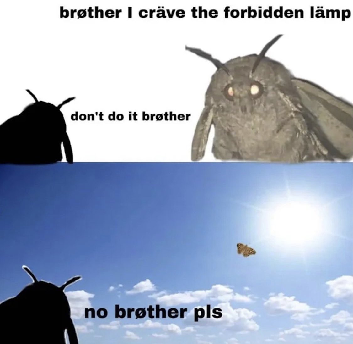 MarkyyMark61's tweet photo. They are back for another round #moth #mothmeme #lamp https://t.co/ZS0Sk52vmY
