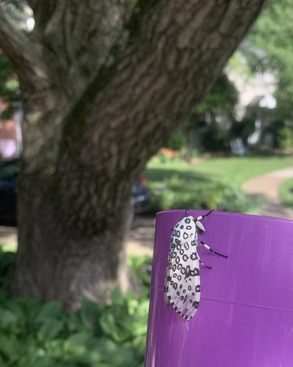 careyjohnston's tweet photo. Giant Leopard Moth (Hypercompe scribonia) in Arlington, VA https://t.co/h7iIbqAIfx