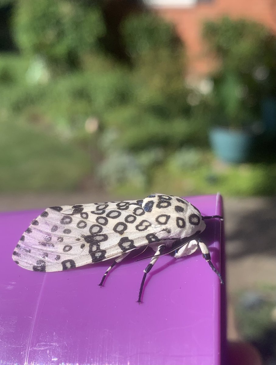 careyjohnston's tweet photo. Giant Leopard Moth (Hypercompe scribonia) in Arlington, VA https://t.co/h7iIbqAIfx
