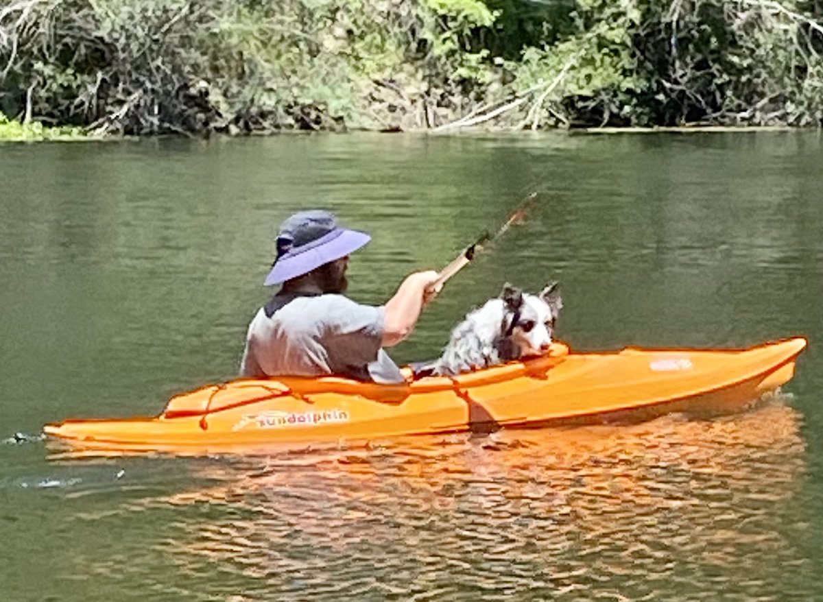 poodlemimi's tweet photo. I never mentioned that we went to our cabin by the river. My best friend loves to swim. I do not. #BorderCollie #DogsofTwittter https://t.co/BgTcRhnsL5