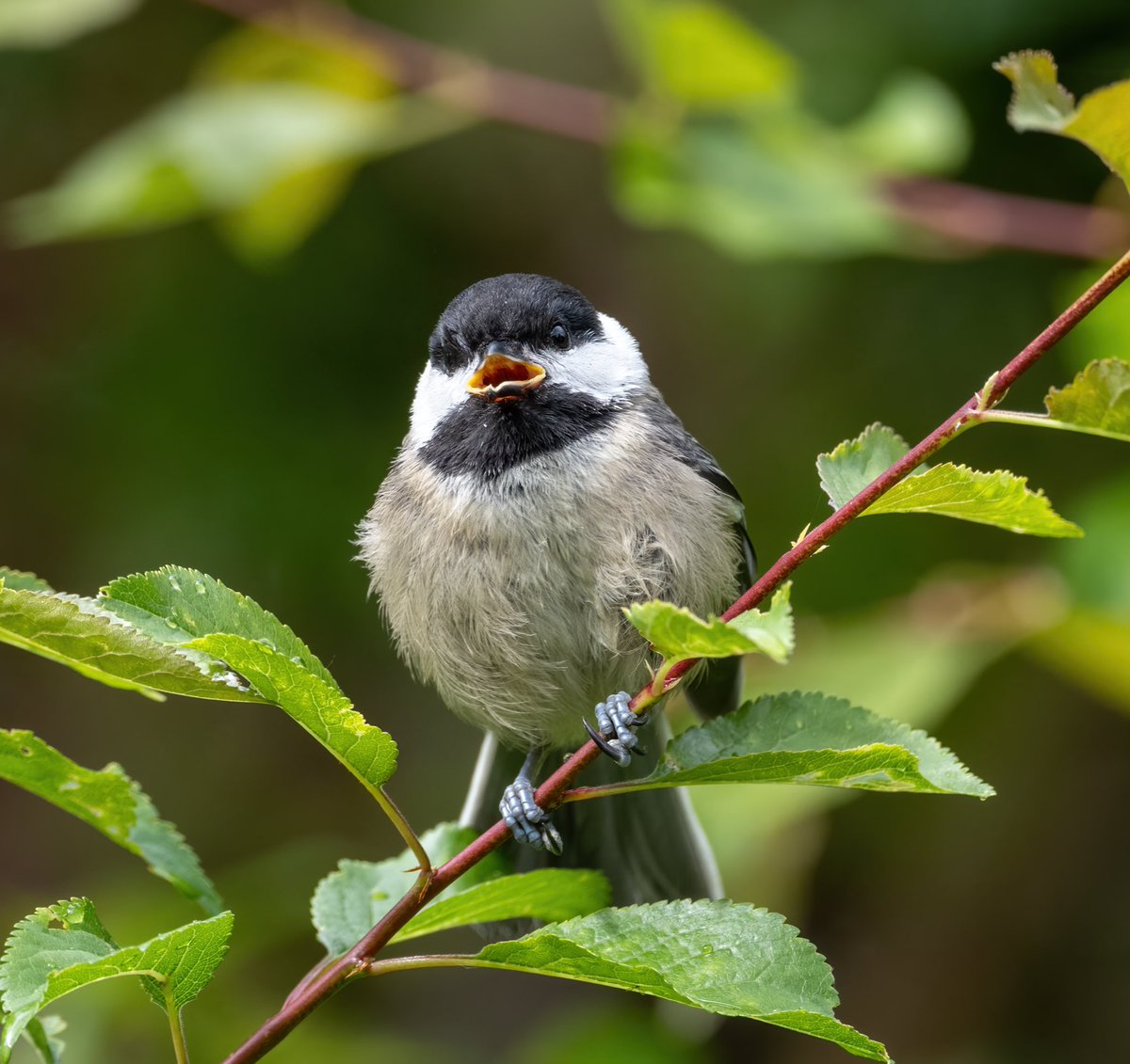marycbirchem's tweet photo. Backyard baby chickadees are so fun to watch and listen to! They were soo chatty &amp; busy 

#blackcappedchickadee #birds#twitternaturecommunity #birdphotography https://t.co/ECIjN6VjA7