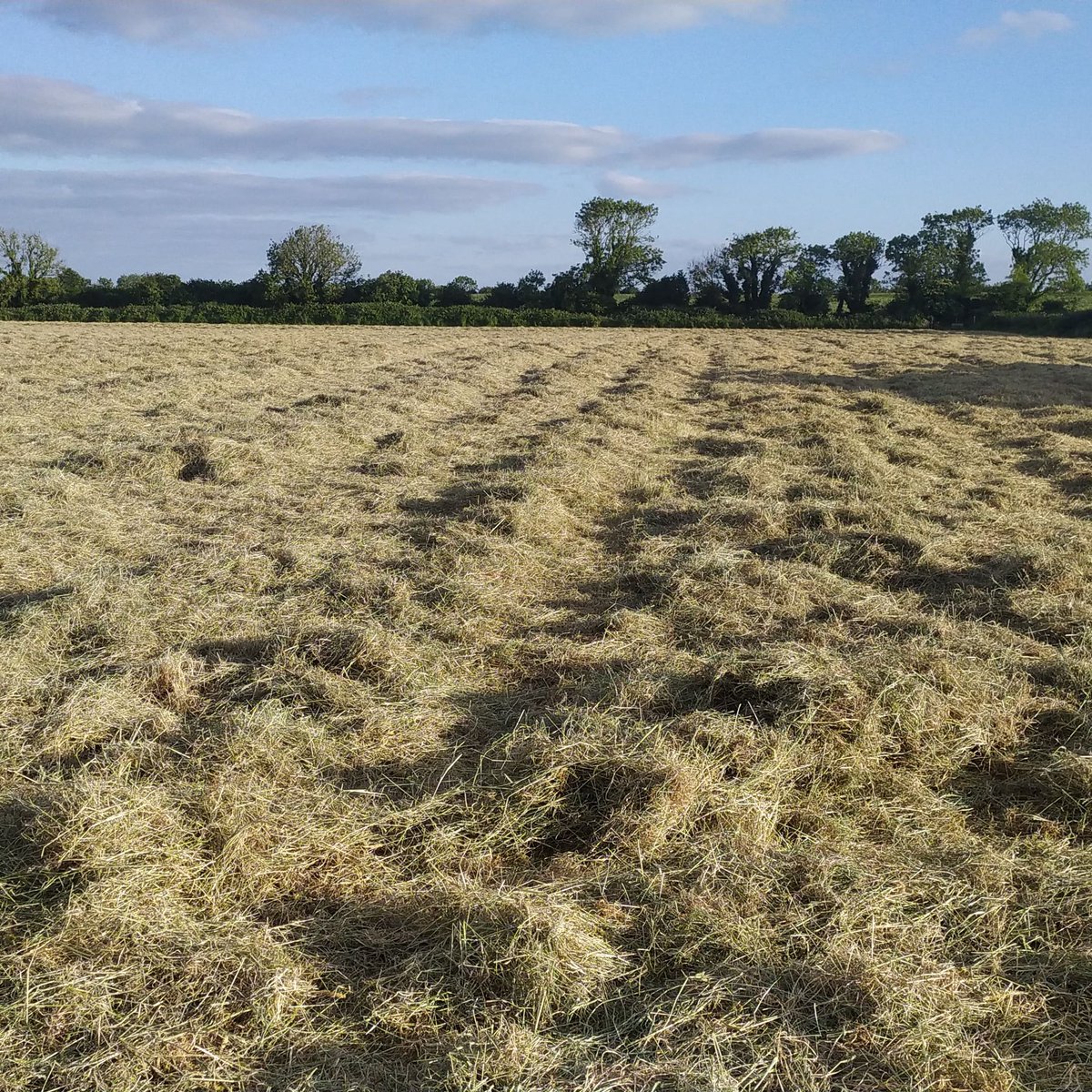 TerrafarmIRL's tweet photo. Hay hay 👋👋 #terrafarm https://t.co/33cpzCSo08