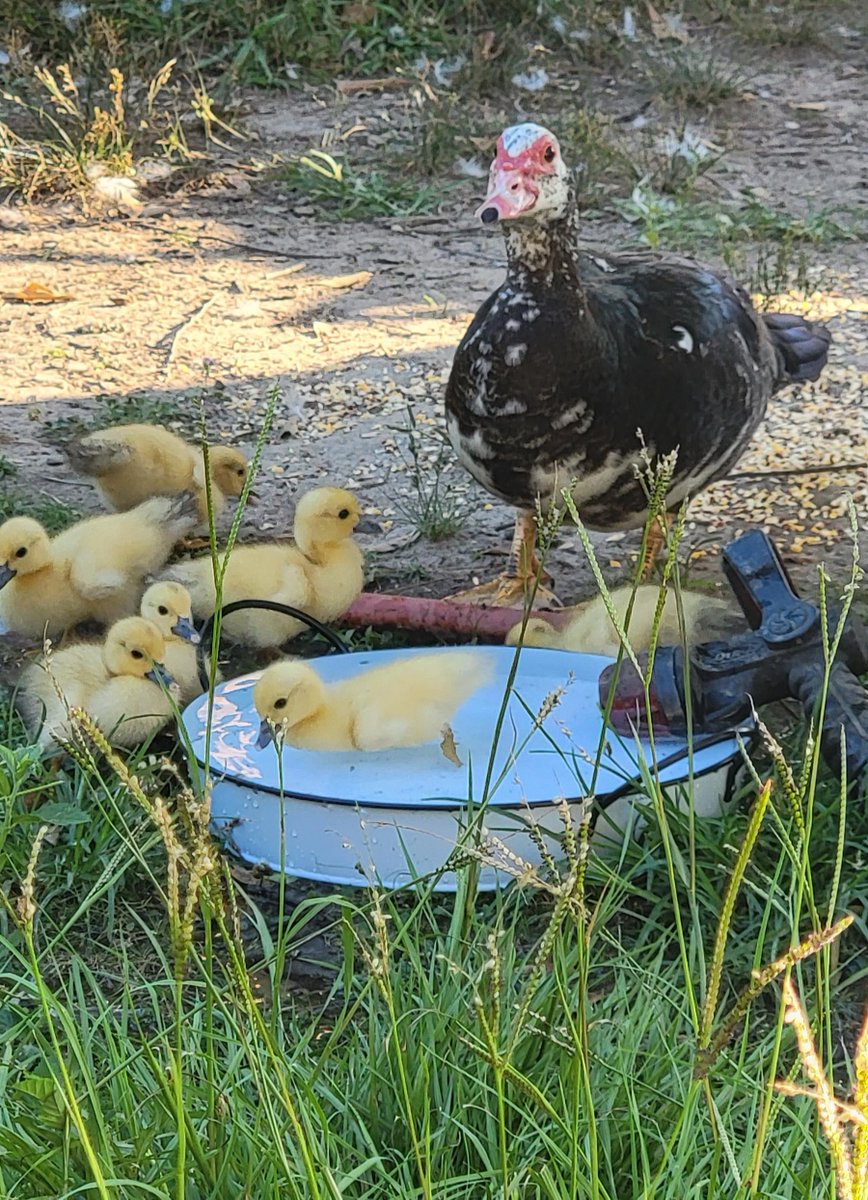 AwwHourly's tweet photo. [OC] My duck had babies. 💕 - #babies #Duck https://t.co/Su7GlXunTI