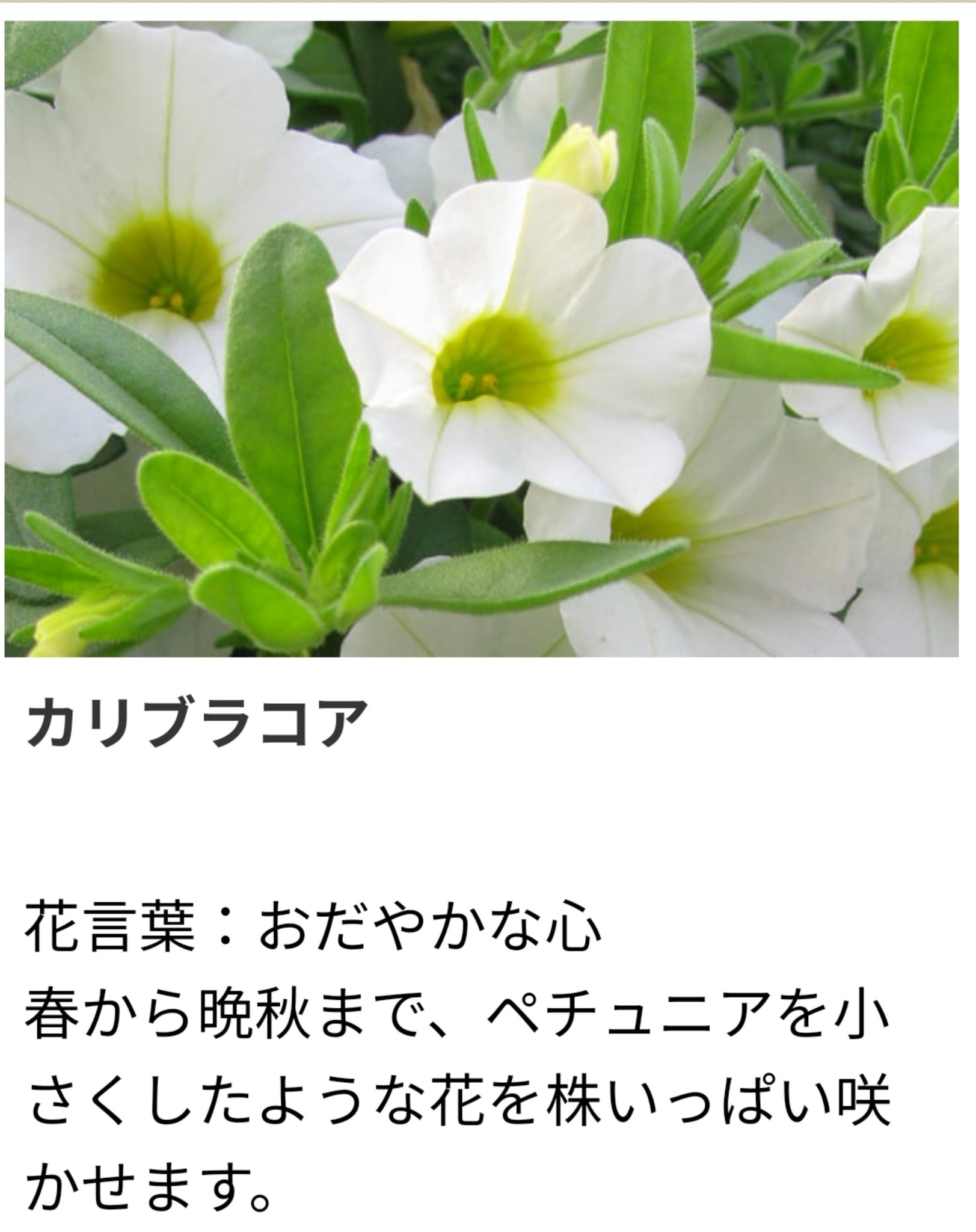 紫苑 6月日 誕生花ーカリブラコア 花言葉ーおだやかな心 T Co J5oms3ddy7 Twitter