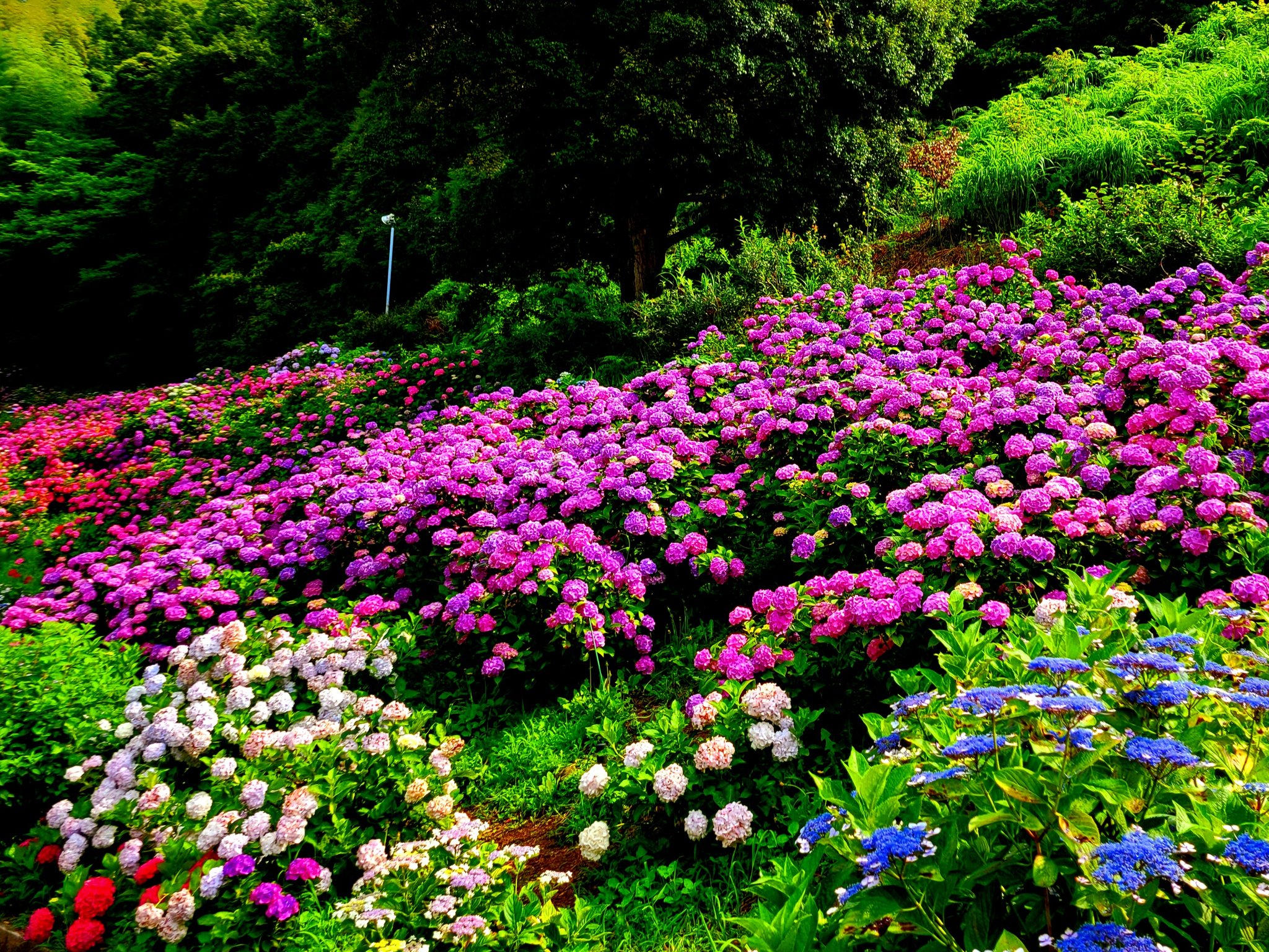 形原温泉あじさいの里 Twitter Search Twitter