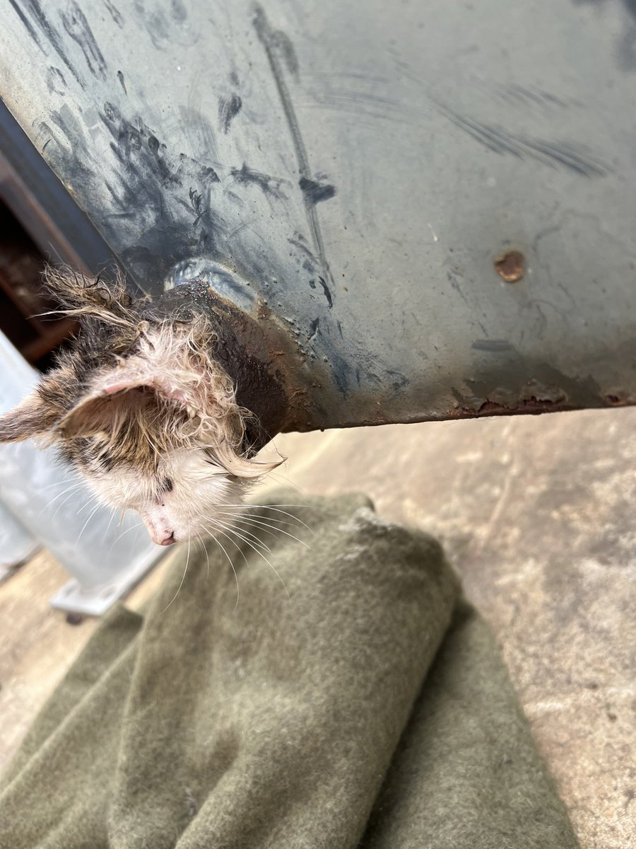 VICSESEssendon's tweet photo. Our members got called to a tricky situation yesterday with a kitten 🐱 stuck in a dumpster bin. After three hours the cat was removed from the bin and taken to the vet to be sedated before we removed the final piece from its neck. ‘Dumpy’ is recovering well. #preparedforanything https://t.co/q6wyfJhep7