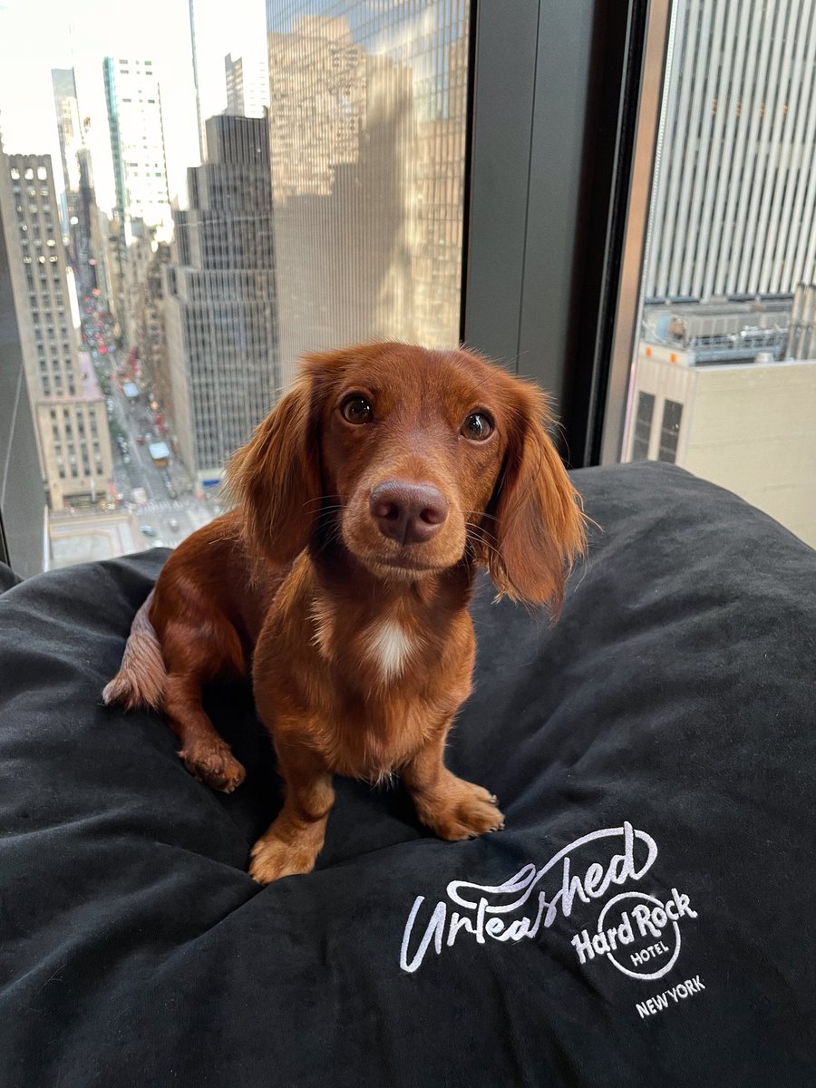 Hello NYC! <a href="/HardRockHotels/">Hard Rock Hotels</a> got me feeling like a pup-star! 🐶✨🎸