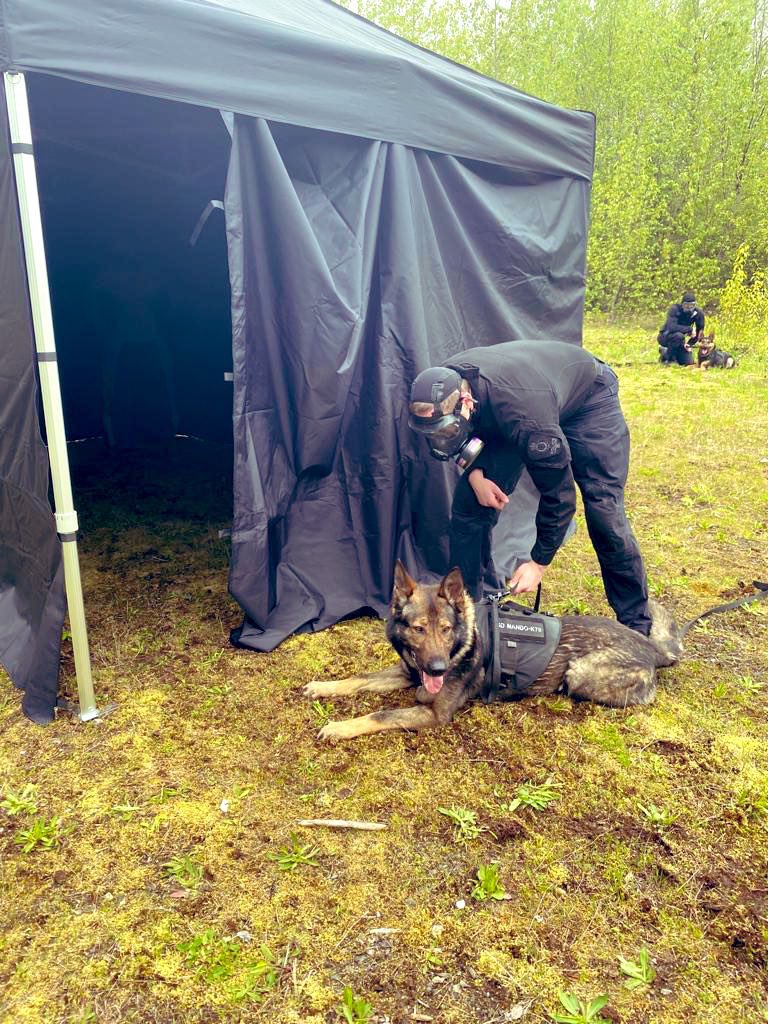 VPDCanine's tweet photo. #HappyFathersDay to alllllll the dads out there! Especially the #FurDads 🐕 we happen to have some of the best. https://t.co/m506T13p2L