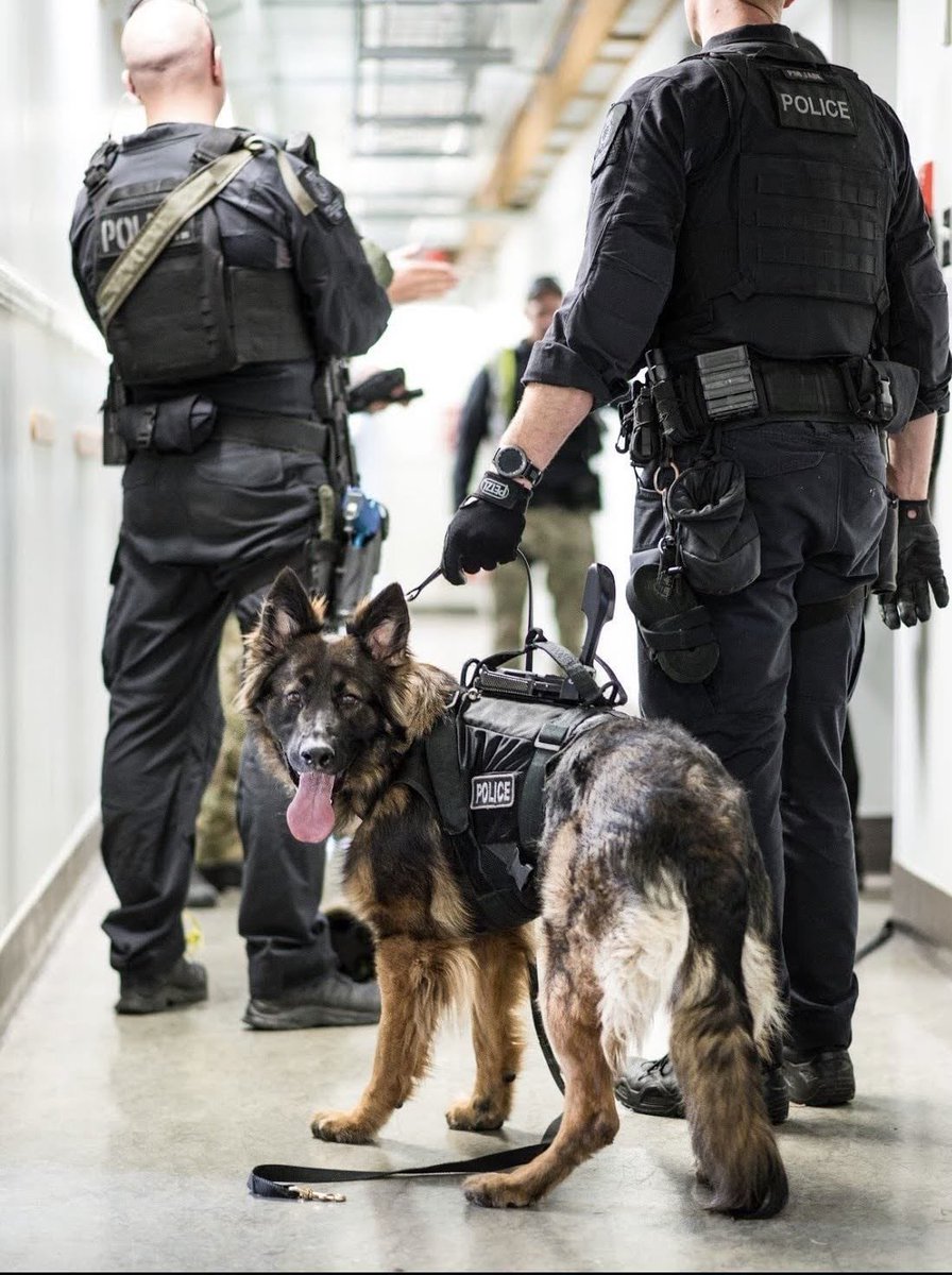 VPDCanine's tweet photo. #HappyFathersDay to alllllll the dads out there! Especially the #FurDads 🐕 we happen to have some of the best. https://t.co/m506T13p2L
