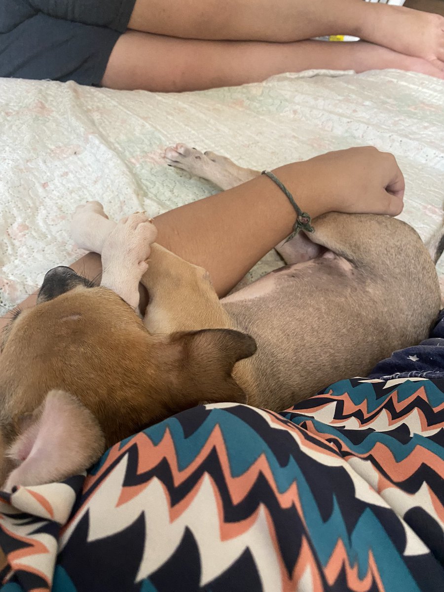 eesrt_'s tweet photo. Packzinho de como Athena gosta de dormir 🥹 https://t.co/zPGsNynZWr