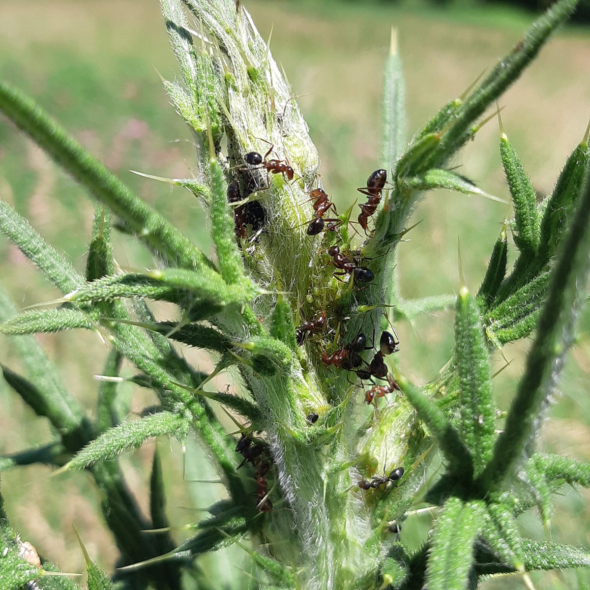 Ants farming aphids on a thistle. #agriculture #farmsfeedcities #ants #aphids #insects #outdooreducation