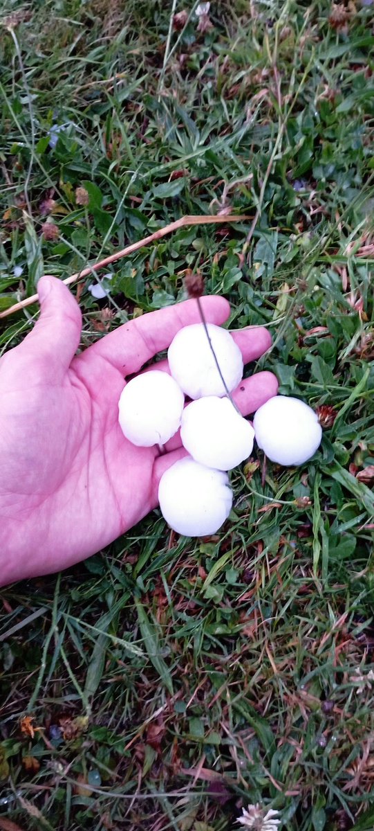 Baptiste_SP's tweet photo. Je crois qu'il y a eu un peu de grêle dans le jardin.
(sachant ces grêlons sont tombés 20 minutes avant la photo) https://t.co/6OtgkrFO9A