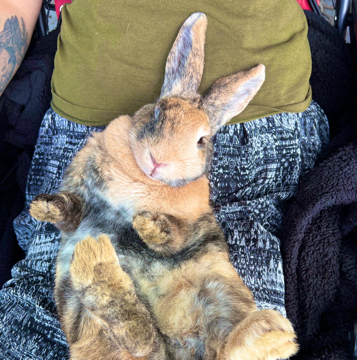 e_d_strange's tweet photo. Do y’all want bunny content? This dude is ready to represent. #sundaypets #housebunny https://t.co/6afJ1ZynFH