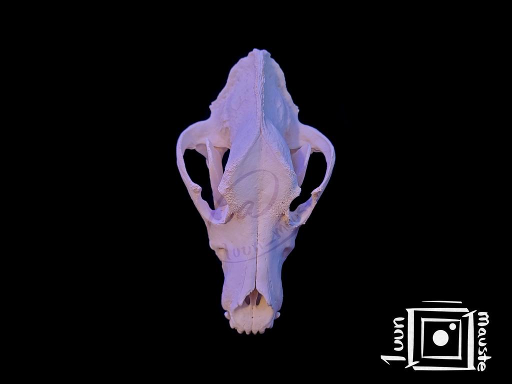 luun_mauste's tweet photo. This big dog can be your best friend, or worst nightmare.  Never approach an Alabai you don't know on their territory. 🪦⚰️
💀🦴

☠ Central Asian Shepherd from 👉 saaneq_katersisartoq

[Not For Sale] 
#Alabai #AlabaiDogs #CAO #CentralAsianShepherd #Alabay #CentralAsianOvcharka https://t.co/vQjK1WDp83