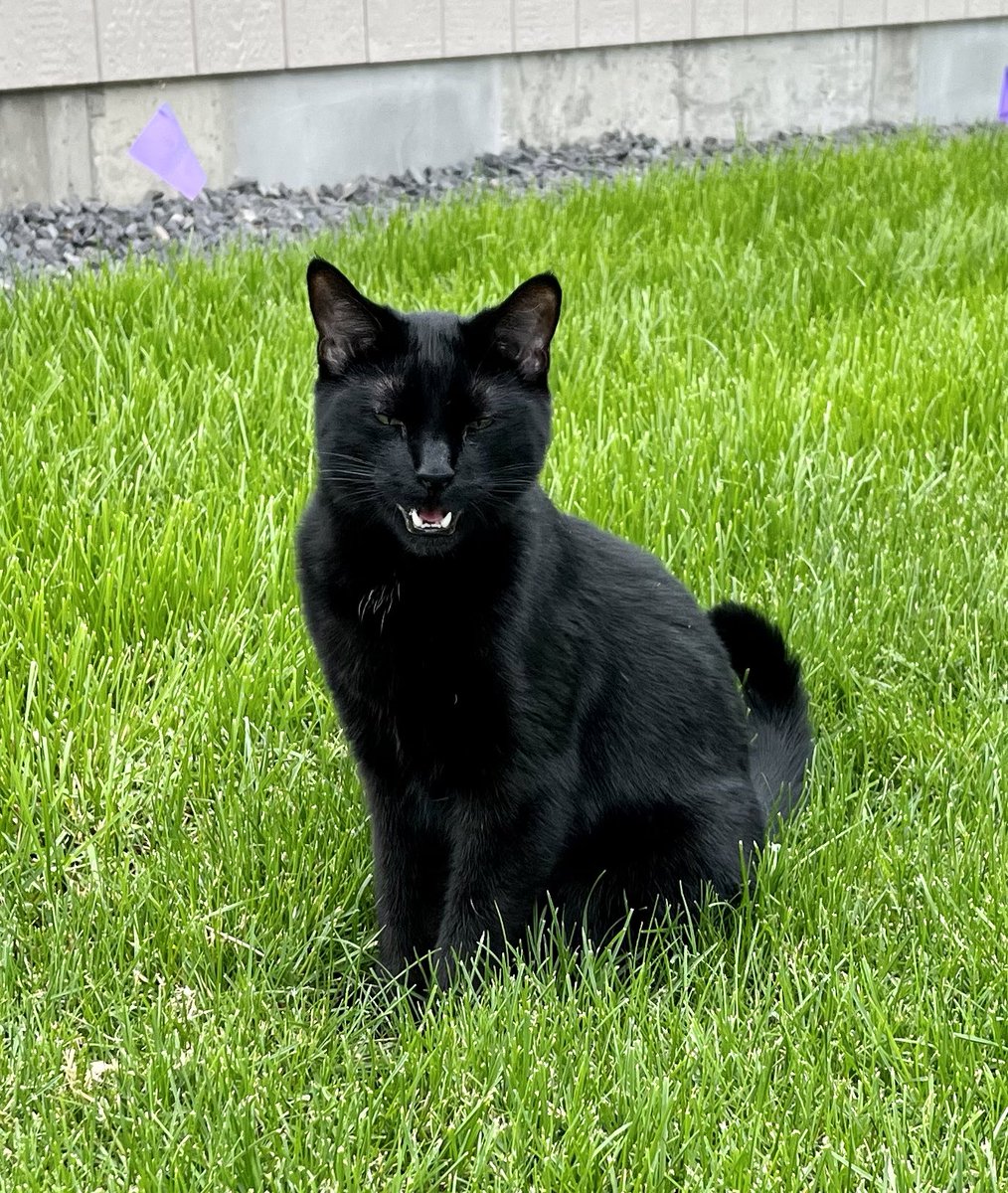 Pedro_Bob1's tweet photo. Why does this old guy keep following me around with his phone? STOP IT! #CatsOfTwitter #cats https://t.co/N53eG8Xl4k