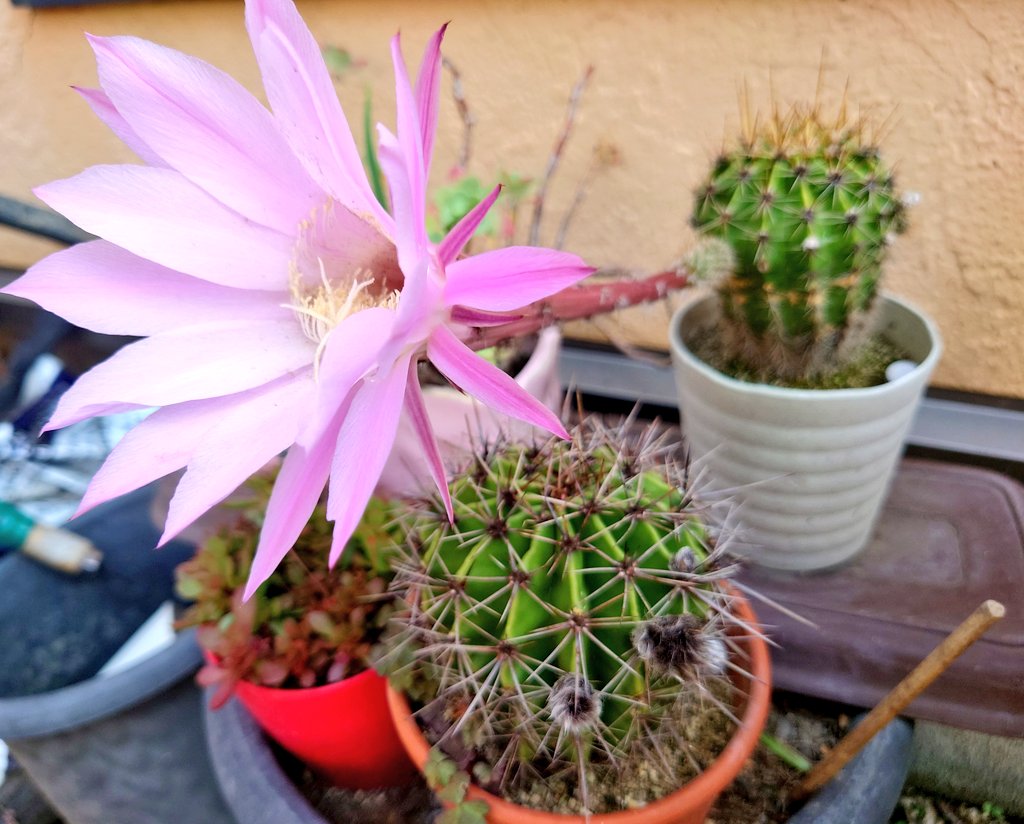 髭真 今年もサボテン 短毛丸 花盛丸 の花が咲いたのを撮れた 一日しか咲かない花 今週も頑張ッペ T Co Yjzervav23 Twitter
