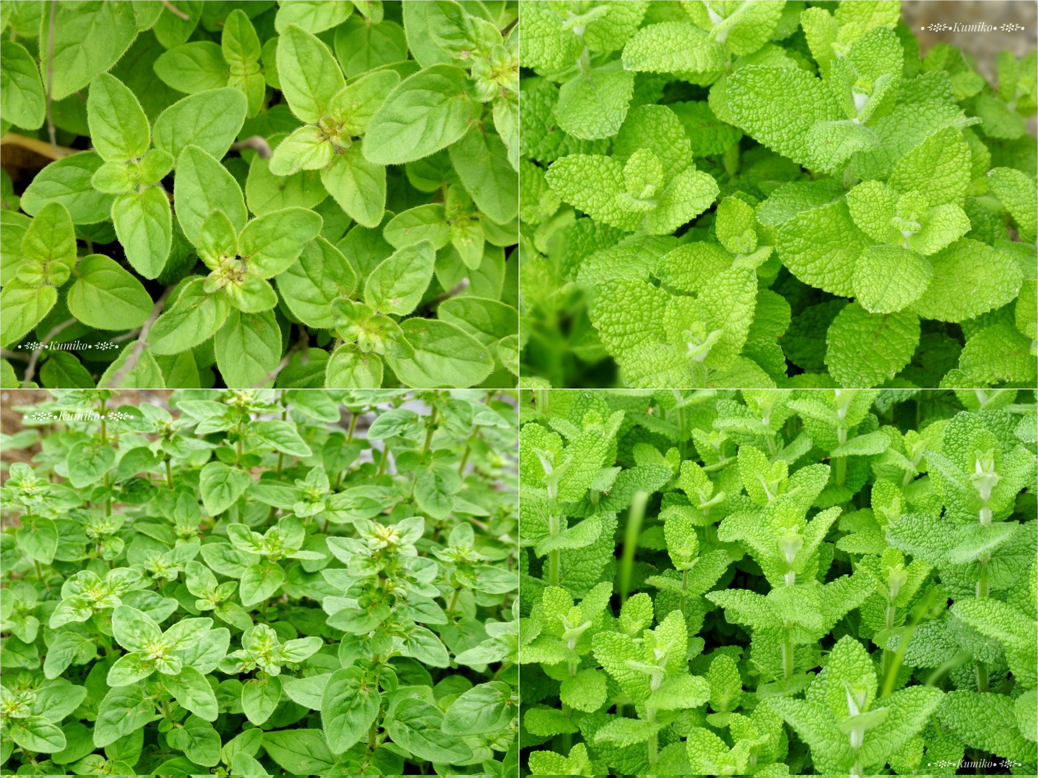 Origanum Vulgare Twitter Search Twitter