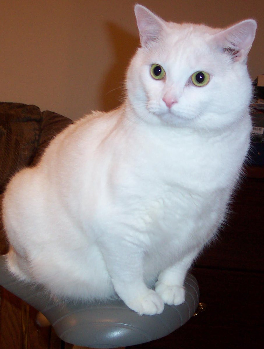 Moments58518481's tweet photo. Being fair to the furry folks inside the house with this picture of Casper! He was my first furry "in the house" child and one that I will never forget! #casper #friendlycat #catsoftwitter #cats https://t.co/ZHWioKGcnW