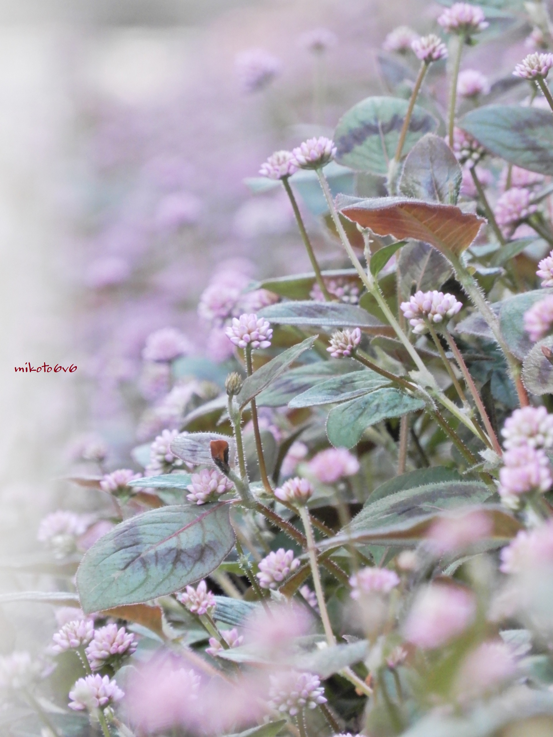 Pinkknotweed Twitter Search Twitter